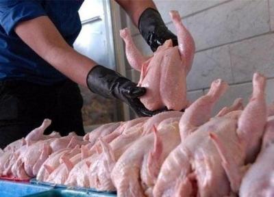 صادرات مرغ ممنوع می گردد