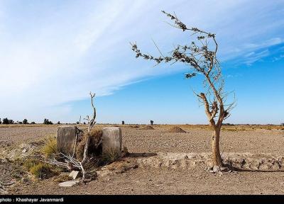 یک بام و دو هوای جنگلکاری در تالاب هامون، هشدار پدر کویر شناسی ایران نسبت به یک اقدام عجیب محیط زیستی در سیستان
