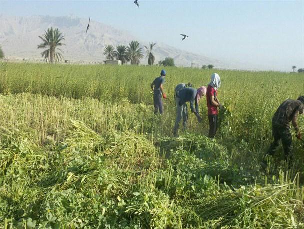 برداشت 2400 تن کنجد از مزارع استان بوشهر