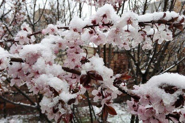 سرما به درختان هسته دار خراسان شمالی خسارت وارد کرد