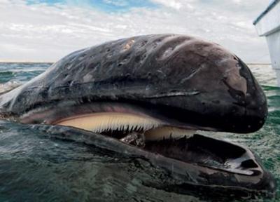 برآورد دقیق سن وال ها با ایزوتوپ های بمب اتم