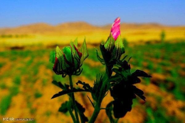 پایگاه داده های گیاهان دارویی زیست بوم ایران راه اندازی می گردد