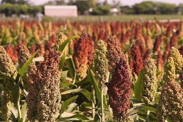 تولید یک و نیم میلیون تن گیاه علوفه ای در قزوین