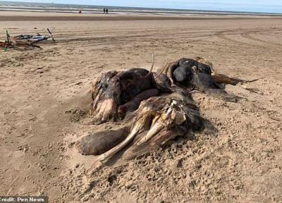 لاشه ترسناک یک حیوان ناشناخته دانشمندان را متحیر کرد (تصاویر)