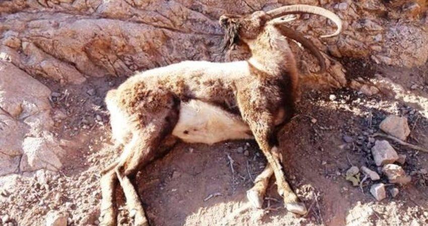 طاعون نشخوارکنندگان 180 راس وحوش پارک ملی کلاه قاضی اصفهان را تلف کرد