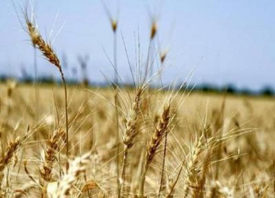 رشد 30 درصدی خرید گندم مازاد بر احتیاج کشاورزان در زنجان