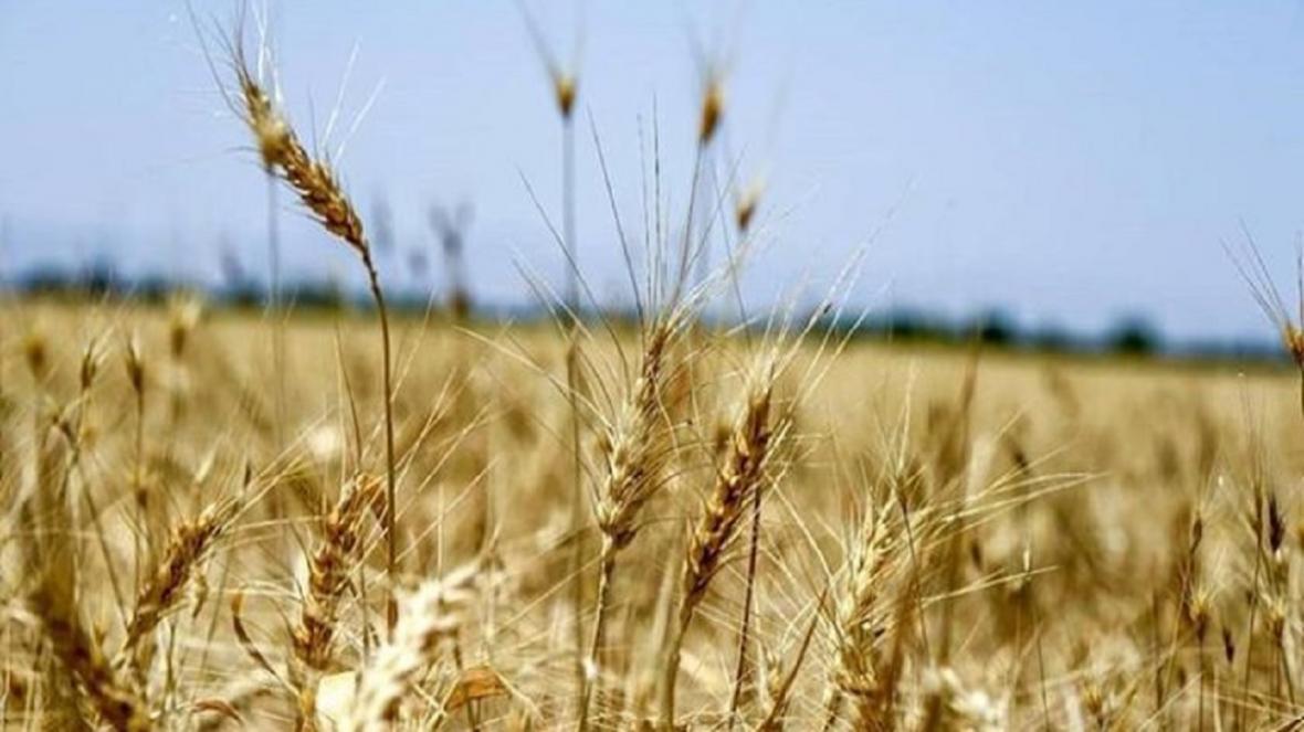 رشد 30 درصدی خرید گندم مازاد بر احتیاج کشاورزان در زنجان