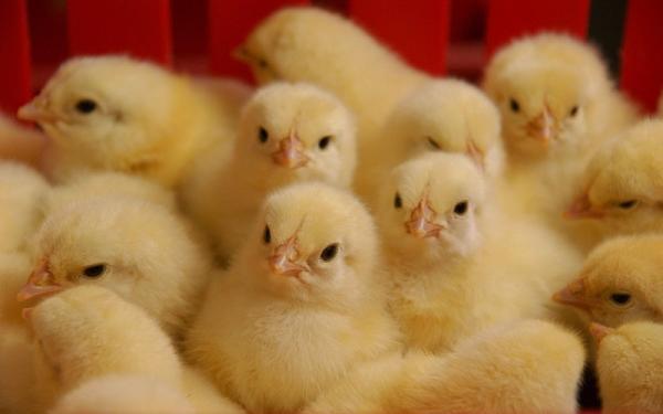 قاچاق جوجه های یک روزه، احتمال التهاب دوباره در بازار مرغ