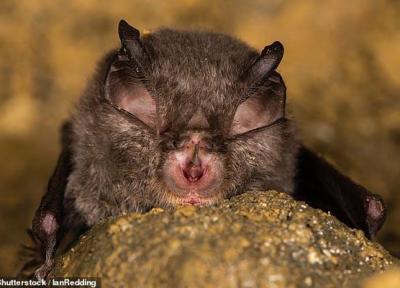 کشف یک خفاش دیگر که حامل ویروس کروناست (عکس)
