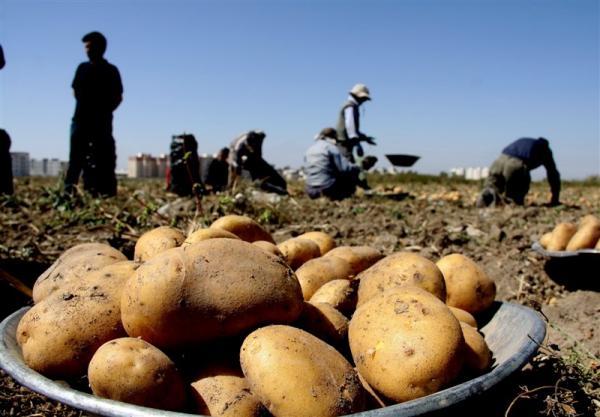سیب زمینی 7 برابر قیمت میادین فروخته می شود! سیب زمینی 7 برابر قیمت میادین فروخته می گردد!