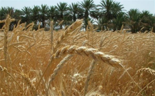رشد 65 درصدی خرید تضمینی گندم در سال جاری رشد 65 درصدی خرید تضمینی گندم در امسال