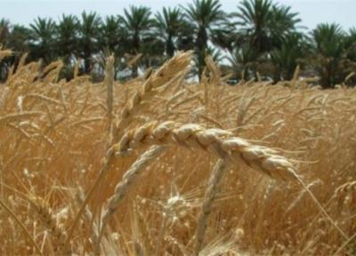 رشد 65 درصدی خرید تضمینی گندم در امسال