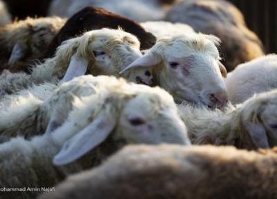مازاد 300 هزار راس گوساله در واحدهای دامداری، خرید تضمینی و صادرات دام راهی برای نجات صنعت دامپروری