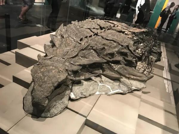 عکس ، یک کشف عجیب :فسیل سالم دایناسور زره پوش پس از 100 میلیون سال!