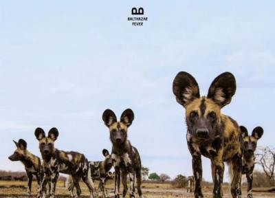 متن و ترجمه آهنگ Fever از Balthazar